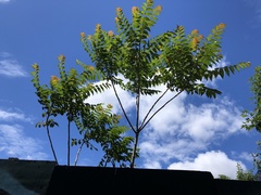 Ailanthus altissima