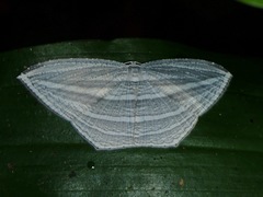 Acropteris rectinervata