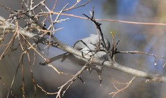 Polioptila nigriceps