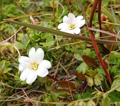 Epilobium macropus