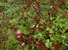 Epilobium macropus
