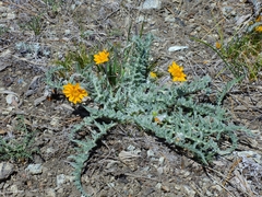 Balsamorhiza lanata