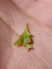 Neuroterus fugiens
