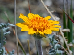 Balsamorhiza lanata