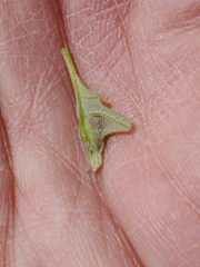Neuroterus fugiens