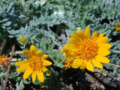Balsamorhiza lanata