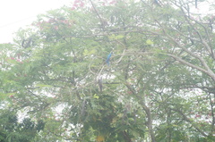 Ara ararauna