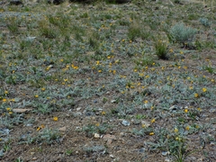 Balsamorhiza lanata