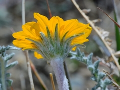 Balsamorhiza lanata