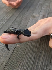 Aneides flavipunctatus