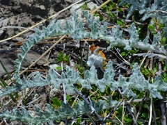 Balsamorhiza lanata