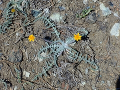 Balsamorhiza lanata