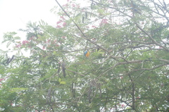 Ara ararauna