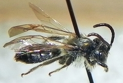 Andrena miserabilis