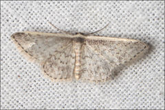 Idaea costaria
