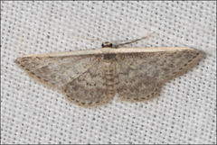 Idaea costaria