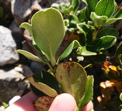 Coprosma serrulata