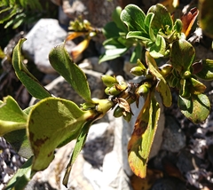 Coprosma serrulata