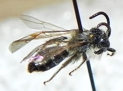 Andrena miserabilis