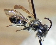 Andrena miserabilis