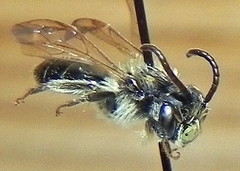 Andrena miserabilis
