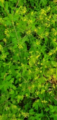 Taenidia integerrima