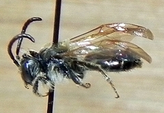 Andrena miserabilis