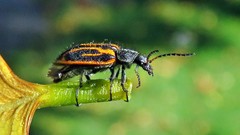 Astylus lineatus