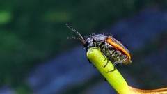 Astylus lineatus
