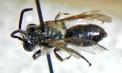 Andrena miserabilis