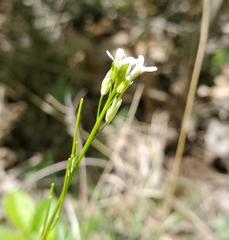 Arabis pycnocarpa