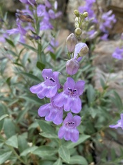 Penstemon platyphyllus