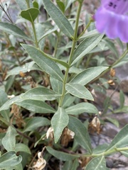 Penstemon platyphyllus