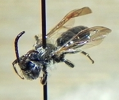 Andrena miserabilis