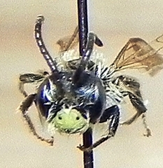 Andrena miserabilis