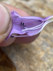 Penstemon platyphyllus