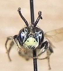 Andrena miserabilis