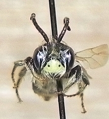 Andrena miserabilis