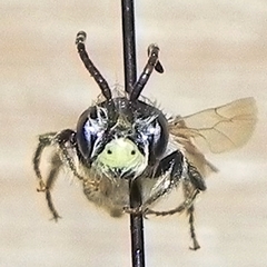Andrena miserabilis