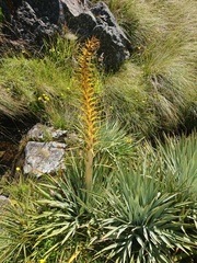 Aciphylla colensoi