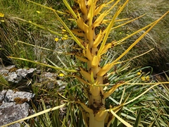 Aciphylla colensoi