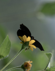 Achlyodini