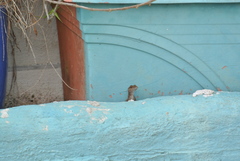 Anolis