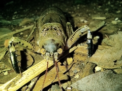 Nesoecia nigrispina