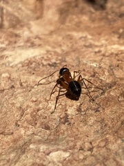 Camponotus semitestaceus