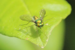 Condylostylus comatus