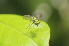 Condylostylus comatus