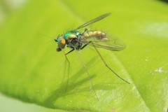 Condylostylus comatus