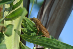 Anolis cristatellus