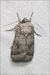 Proteuxoa amaurodes